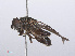  ( - RMNH.INS.551971)  @12 [ ] CreativeCommons - Attribution Non-Commercial Share-Alike (2013) Unspecified Naturalis Biodiversity Center