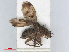  ( - RMNH.INS.551972)  @11 [ ] CreativeCommons - Attribution Non-Commercial Share-Alike (2013) Unspecified Naturalis Biodiversity Center