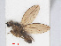  ( - RMNH.INS.552043)  @12 [ ] CreativeCommons - Attribution Non-Commercial Share-Alike (2013) Unspecified Naturalis Biodiversity Center