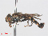  ( - RMNH.INS.552128)  @13 [ ] CreativeCommons - Attribution Non-Commercial Share-Alike (2013) Unspecified Naturalis Biodiversity Center