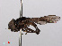  ( - RMNH.INS.552135)  @11 [ ] CreativeCommons - Attribution Non-Commercial Share-Alike (2013) Unspecified Naturalis Biodiversity Center