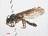  ( - RMNH.INS.552144)  @11 [ ] CreativeCommons - Attribution Non-Commercial Share-Alike (2013) Unspecified Naturalis Biodiversity Center