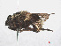  ( - RMNH.INS.553126)  @12 [ ] CreativeCommons - Attribution Non-Commercial Share-Alike (2013) Unspecified Naturalis Biodiversity Center