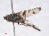  ( - RMNH.INS.553278)  @12 [ ] CreativeCommons - Attribution Non-Commercial Share-Alike (2013) Unspecified Naturalis Biodiversity Center