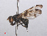  ( - RMNH.INS.553279)  @11 [ ] CreativeCommons - Attribution Non-Commercial Share-Alike (2013) Unspecified Naturalis Biodiversity Center
