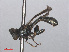  ( - RMNH.INS.553314)  @11 [ ] CreativeCommons - Attribution Non-Commercial Share-Alike (2013) Unspecified Naturalis Biodiversity Center