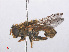  ( - RMNH.INS.553315)  @12 [ ] CreativeCommons - Attribution Non-Commercial Share-Alike (2013) Unspecified Naturalis Biodiversity Center