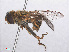  ( - RMNH.INS.553316)  @11 [ ] CreativeCommons - Attribution Non-Commercial Share-Alike (2013) Unspecified Naturalis Biodiversity Center