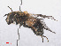  ( - RMNH.INS.553330)  @14 [ ] CreativeCommons - Attribution Non-Commercial Share-Alike (2013) Unspecified Naturalis Biodiversity Center