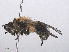  ( - RMNH.INS.553331)  @13 [ ] CreativeCommons - Attribution Non-Commercial Share-Alike (2013) Unspecified Naturalis Biodiversity Center