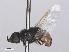  ( - RMNH.INS.553348)  @11 [ ] CreativeCommons - Attribution Non-Commercial Share-Alike (2013) Unspecified Naturalis Biodiversity Center