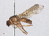  ( - RMNH.INS.553366)  @11 [ ] CreativeCommons - Attribution Non-Commercial Share-Alike (2013) Unspecified Naturalis Biodiversity Center