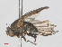  ( - RMNH.INS.553371)  @11 [ ] CreativeCommons - Attribution Non-Commercial Share-Alike (2013) Unspecified Naturalis Biodiversity Center