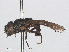  ( - RMNH.INS.553425)  @11 [ ] CreativeCommons - Attribution Non-Commercial Share-Alike (2013) Unspecified Naturalis Biodiversity Center