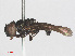  ( - RMNH.INS.553426)  @11 [ ] CreativeCommons - Attribution Non-Commercial Share-Alike (2013) Unspecified Naturalis Biodiversity Center