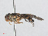  ( - RMNH.INS.553431)  @13 [ ] CreativeCommons - Attribution Non-Commercial Share-Alike (2013) Unspecified Naturalis Biodiversity Center