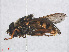  ( - RMNH.INS.553445)  @13 [ ] CreativeCommons - Attribution Non-Commercial Share-Alike (2013) Unspecified Naturalis Biodiversity Center