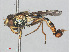  ( - RMNH.INS.553450)  @13 [ ] CreativeCommons - Attribution Non-Commercial Share-Alike (2013) Unspecified Naturalis Biodiversity Center