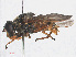  ( - RMNH.INS.553451)  @13 [ ] CreativeCommons - Attribution Non-Commercial Share-Alike (2013) Unspecified Naturalis Biodiversity Center