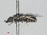  ( - RMNH.INS.553455)  @11 [ ] CreativeCommons - Attribution Non-Commercial Share-Alike (2013) Unspecified Naturalis Biodiversity Center