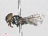  ( - RMNH.INS.553457)  @11 [ ] CreativeCommons - Attribution Non-Commercial Share-Alike (2013) Unspecified Naturalis Biodiversity Center