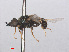  ( - RMNH.INS.553705)  @11 [ ] CreativeCommons - Attribution Non-Commercial Share-Alike (2013) Unspecified Naturalis Biodiversity Center