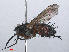  ( - RMNH.INS.553706)  @11 [ ] CreativeCommons - Attribution Non-Commercial Share-Alike (2013) Unspecified Naturalis Biodiversity Center
