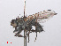  ( - RMNH.INS.553715)  @12 [ ] CreativeCommons - Attribution Non-Commercial Share-Alike (2013) Unspecified Naturalis Biodiversity Center