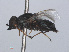  ( - RMNH.INS.553718)  @11 [ ] CreativeCommons - Attribution Non-Commercial Share-Alike (2013) Unspecified Naturalis Biodiversity Center