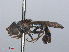  ( - RMNH.INS.553729)  @13 [ ] CreativeCommons - Attribution Non-Commercial Share-Alike (2013) Unspecified Naturalis Biodiversity Center