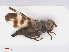  ( - RMNH.INS.553734)  @11 [ ] CreativeCommons - Attribution Non-Commercial Share-Alike (2013) Unspecified Naturalis Biodiversity Center