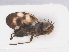  ( - RMNH.INS.553735)  @12 [ ] CreativeCommons - Attribution Non-Commercial Share-Alike (2013) Unspecified Naturalis Biodiversity Center