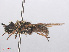  ( - RMNH.INS.553774)  @12 [ ] CreativeCommons - Attribution Non-Commercial Share-Alike (2013) Unspecified Naturalis Biodiversity Center