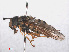 ( - RMNH.INS.553775)  @11 [ ] CreativeCommons - Attribution Non-Commercial Share-Alike (2013) Unspecified Naturalis Biodiversity Center