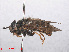  ( - RMNH.INS.553779)  @12 [ ] CreativeCommons - Attribution Non-Commercial Share-Alike (2013) Unspecified Naturalis Biodiversity Center