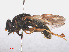  ( - RMNH.INS.553781)  @11 [ ] CreativeCommons - Attribution Non-Commercial Share-Alike (2013) Unspecified Naturalis Biodiversity Center