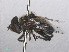  ( - RMNH.INS.553787)  @13 [ ] CreativeCommons - Attribution Non-Commercial Share-Alike (2013) Unspecified Naturalis Biodiversity Center