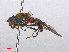  ( - RMNH.INS.553789)  @11 [ ] CreativeCommons - Attribution Non-Commercial Share-Alike (2013) Unspecified Naturalis Biodiversity Center