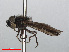  ( - RMNH.INS.553811)  @12 [ ] CreativeCommons - Attribution Non-Commercial Share-Alike (2013) Unspecified Naturalis Biodiversity Center