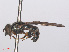  ( - RMNH.INS.553812)  @11 [ ] CreativeCommons - Attribution Non-Commercial Share-Alike (2013) Unspecified Naturalis Biodiversity Center