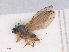  ( - RMNH.INS.553828)  @11 [ ] CreativeCommons - Attribution Non-Commercial Share-Alike (2013) Unspecified Naturalis Biodiversity Center
