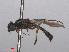  ( - RMNH.INS.553832)  @11 [ ] CreativeCommons - Attribution Non-Commercial Share-Alike (2013) Unspecified Naturalis Biodiversity Center