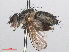  ( - RMNH.INS.553863)  @11 [ ] CreativeCommons - Attribution Non-Commercial Share-Alike (2013) Unspecified Naturalis Biodiversity Center