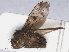  (Suillia variegata - RMNH.INS.553867)  @13 [ ] CreativeCommons - Attribution Non-Commercial Share-Alike (2013) Unspecified Naturalis Biodiversity Center