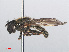  ( - RMNH.INS.553878)  @11 [ ] CreativeCommons - Attribution Non-Commercial Share-Alike (2013) Unspecified Naturalis Biodiversity Center