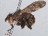  ( - RMNH.INS.553893)  @11 [ ] CreativeCommons - Attribution Non-Commercial Share-Alike (2013) Unspecified Naturalis Biodiversity Center