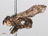  ( - RMNH.INS.553894)  @11 [ ] CreativeCommons - Attribution Non-Commercial Share-Alike (2013) Unspecified Naturalis Biodiversity Center