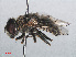  ( - RMNH.INS.553895)  @13 [ ] CreativeCommons - Attribution Non-Commercial Share-Alike (2013) Unspecified Naturalis Biodiversity Center