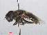  ( - RMNH.INS.553896)  @13 [ ] CreativeCommons - Attribution Non-Commercial Share-Alike (2013) Unspecified Naturalis Biodiversity Center