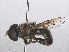  ( - RMNH.INS.553897)  @13 [ ] CreativeCommons - Attribution Non-Commercial Share-Alike (2013) Unspecified Naturalis Biodiversity Center